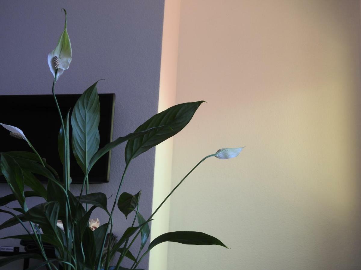 Apartment Antonela سلاتين المظهر الخارجي الصورة